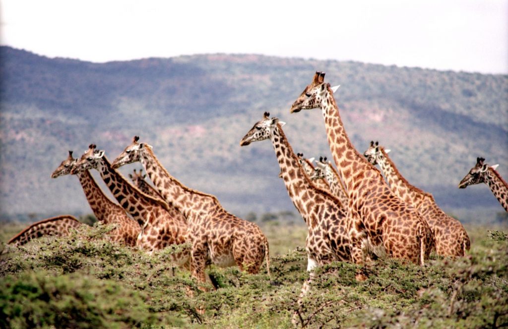 giraffe-wild-wildlife-nature-38534