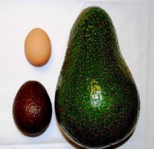 Avocado